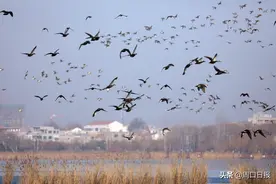 周口淮阳龙湖 百鸟翔集共舞图片