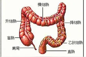 直肠里的大便太脏了，我要每天用手抠出来，这样有危害吗？图片