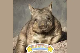 世界袋熊日，祝小胖胖们永远开心图片