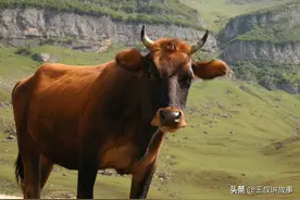 民间故事：男子放牛遇见老虎，吓坏了！关键时刻谁救了他？图片