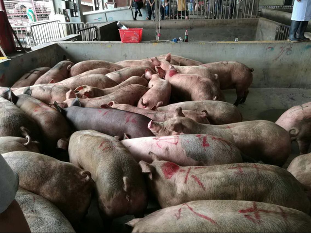 冷冻肉是“僵尸肉”，长期吃对身体有害？不敢吃冷冻肉的人看看吧