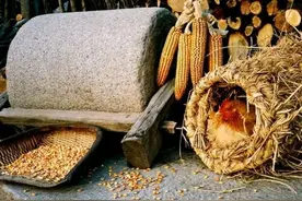 有人特意收购5，6年以上的老母鸡 ，原来鸡贩子另有算盘图片