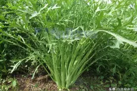 雪里红（蕻）秋季种植需要掌握的措施图片