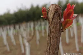 买沭阳神苗，真有点开盲盒的感觉！想得到惊喜，结果总是很狗血图片