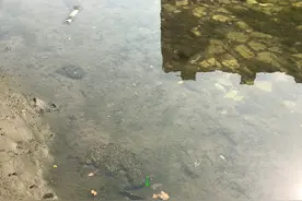 泰国黑鱼入侵虎门河道，当地钓鱼人：河里黄鳝、泥鳅被它们吃完了图片