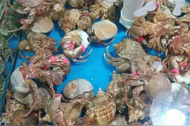 立春前后，海鲜市场这2种海鲜最肥美，过年来一盘，美味又有面图片