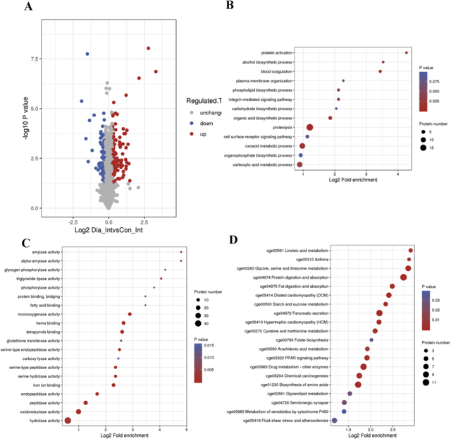 小肠蛋白质组学联合血清代谢组学揭示T2DM中华仓鼠氨基酸代谢紊乱