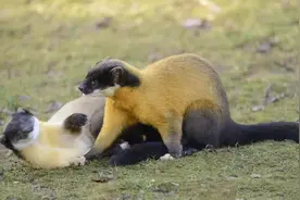 全世界也稀有的黄喉貂，连大熊猫都能制服，它究竟是什么动物？图片