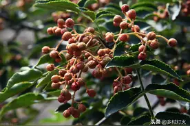 无用的花椒籽藏有什么秘密？为什么还有人在高价收购？图片