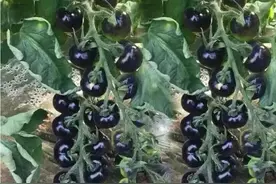 一亩地的新型果蔬黑珍珠，纯收入8万元，刚收获就被人收走图片