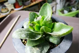 长寿花叶片被冻害是什么样子？还有救吗？视频封面