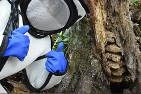 美国出现大量杀人大黄蜂，人蜂大战开始，为何它变得这么可怕？图片