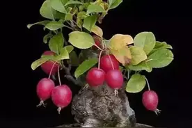 鬼斧神工赏盆景｜微型观果盆景的鉴赏制作与养护管理图片