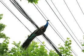 上海街头一只孔雀笃悠悠过马路！飞起来像凤凰！捉到它可太难了图片