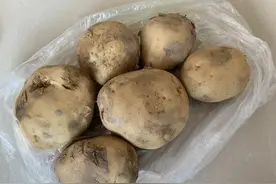 发芽的土豆还能不能吃？我也是今天才刚知道，看完告诉家里人图片