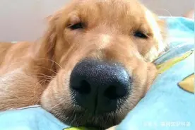 普安特消毒液—狗狗冠状病毒是怎么传染的图片