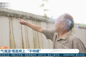 天气潮湿墙面爬上“不明螺”居民担心是钉螺传播血吸虫病图片