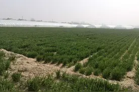 小麦播种量多，年后长势却很差，如何补救？控旺很重要图片