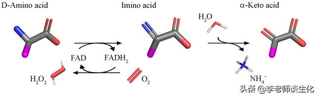 氨基酸的脱氨与氨基酸氧化酶