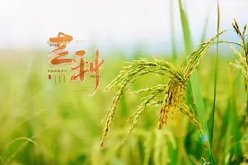 芒种，在希望的田野上图片
