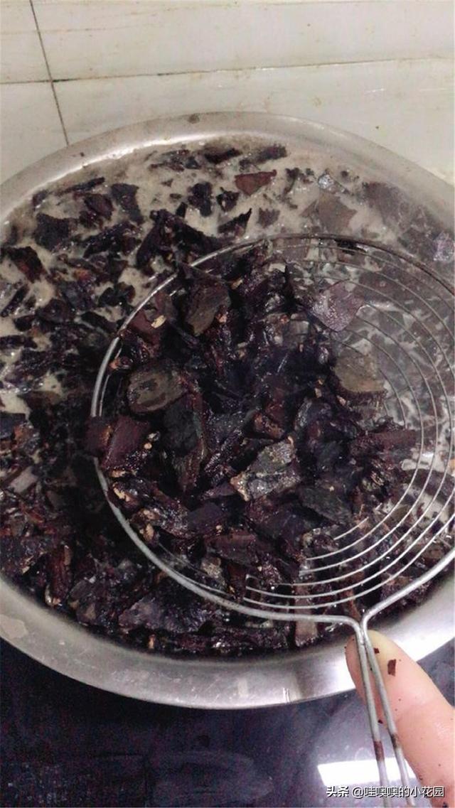 养君子兰、兰花，盆里加3料，白根粗壮，叶片挺拔，开花娇俏