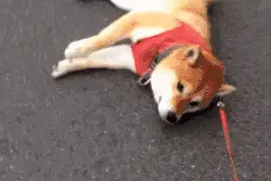 狗狗不想回家怎么办？多半是装的图片