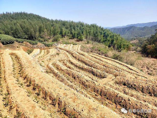 茶叶中的芳香物质，一万字详细讲解，带您走进茶香世界