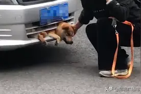 昆明一宠物狗被出租车撞 警方判定狗主人全责图片