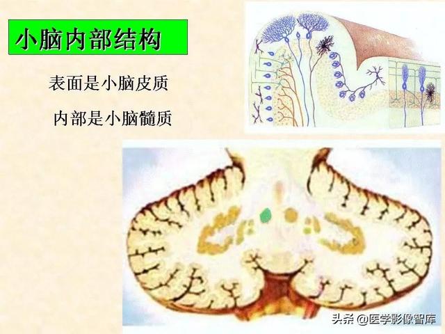 脑干、小脑及间脑解剖