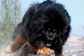 俗话说九狗出一獒，“獒”是怎么产生的？我外祖父养过一只图片