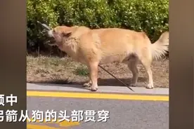 山东济宁一只黄狗被弓箭刺穿头部，园区悬赏5000元征集肇事者线索图片