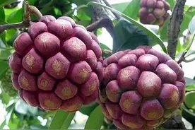 俗称“黑老虎”，过去不受人欢迎，如今市场行情好，许多农民种植图片