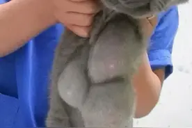 宠物也能使用“紧急避孕药”吗？图片