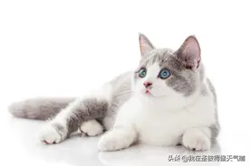 59%都是铲屎官的俄罗斯，对猫的喜爱有多疯狂？图片