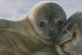 “妈妈再爱我一次”，面对强暴风雪，海豹妈妈抛弃幼崽返回海里图片