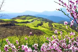 巩义这个地方五彩油菜花惊艳绽放，千亩画廊缤纷美醉人图片