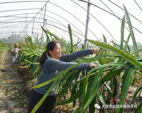春季火龙果整形修剪要及时!