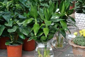富贵竹不生根、易黄叶？“2种肥水”换着浇，再学1招，叶片绿油油图片