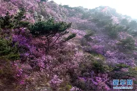 青岛市大珠山风景区的杜鹃花陆续进入花期，绵延数里，蔚为壮观图片