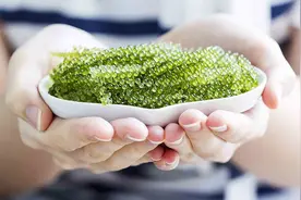 日本冲绳“长寿藻”海葡萄：可以直接生吃的绿色鱼籽酱！视频封面