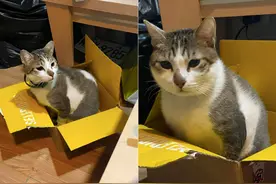 男子为了挽回分手女友，竟往猫咪身上倒开水：心也未免太狠了图片