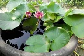 水缸里如何种植睡莲？加上“1物”事半功倍，乡间寻常可见的植料图片