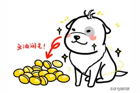 从狗粮中的鱼油谈到海洋生态：什么才是鱼油优质的替代品？图片