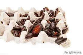 如何让蟑螂远离你的家呢？教你4个除蟑螂的小妙招图片