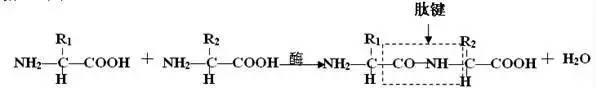 高中生物13大重要规律和公式，暑假好好背