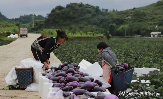 作物上的这3个叶面肥配方，能促长壮棵、增产增收，又能防治病害