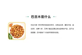 巴旦木苗木哪里出售？山东是否能种植巴旦木树苗？图片