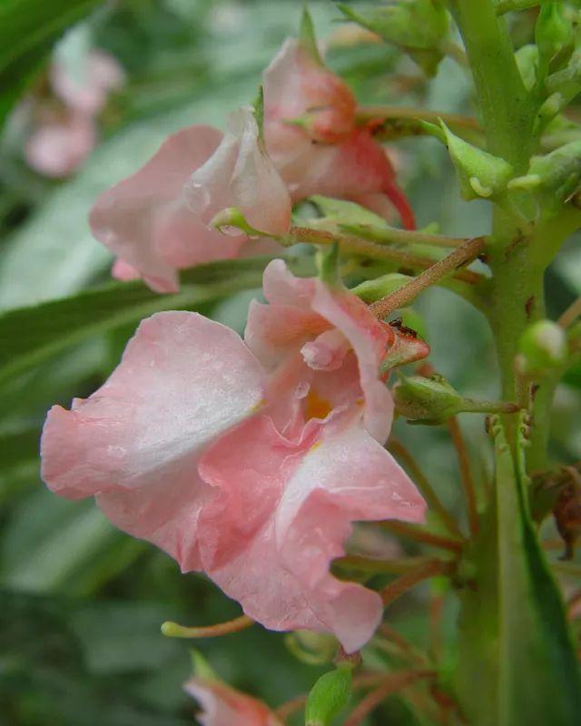 涂甲油胶花型 2025年涂甲油胶花型怎么涂 涂甲油胶花型 2025年涂甲油胶花型怎么涂