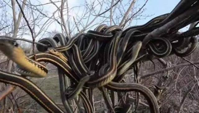 1983年蛇灾前因后果：特大洪水让蛇无家可归，居民以为有天灾发生