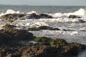 在大连想去海边赶海是真难啊图片
